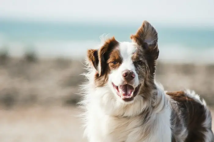 A happy adult dog outdoors