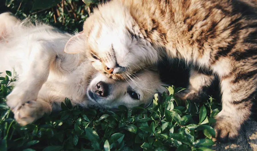 A dog and a cat cuddling together in the grass