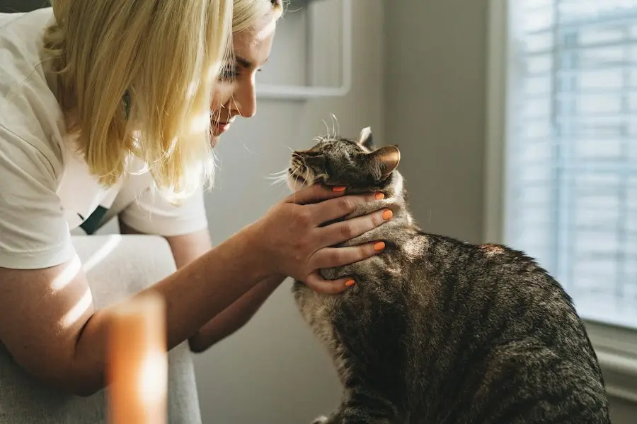 A veterinarian gently holding a tabby cat during an exam